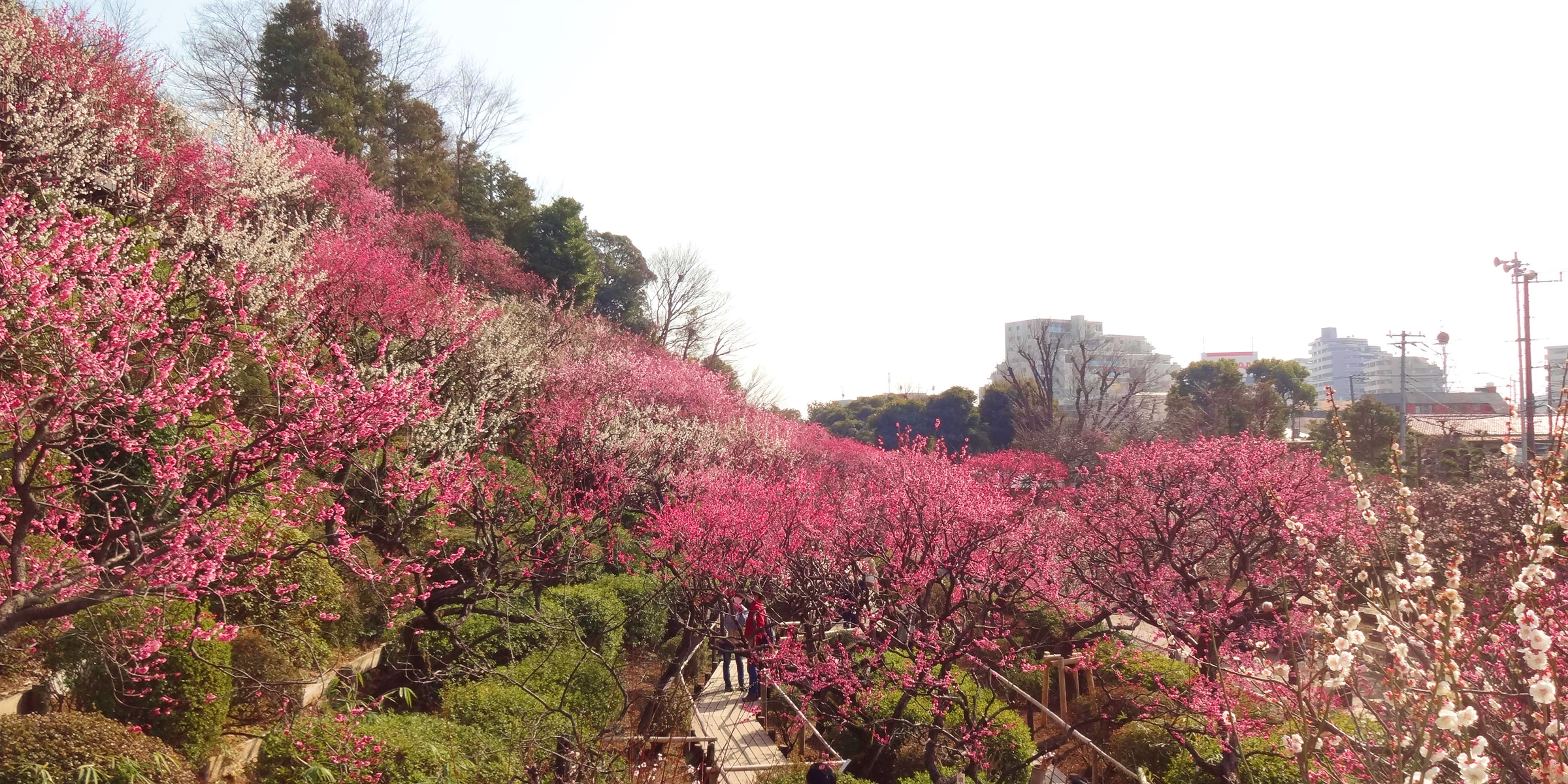 池上梅園