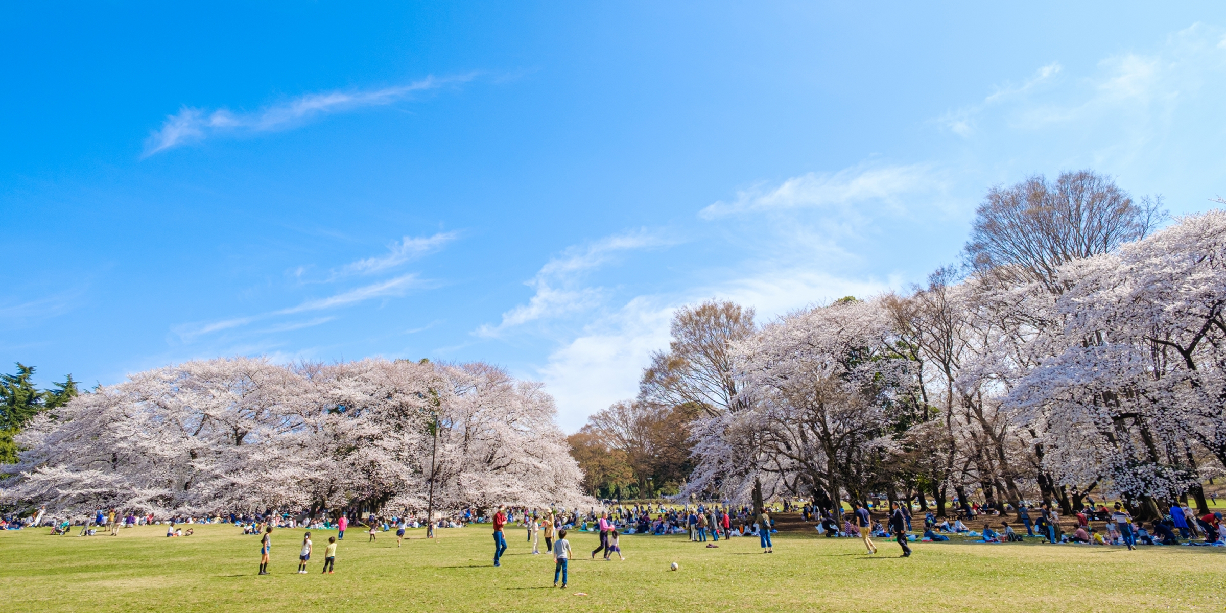 砧公園