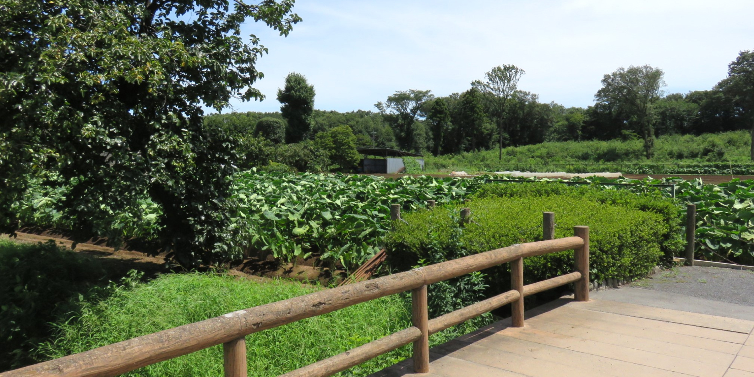 野火止用水
